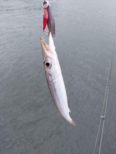 カマスの釣果