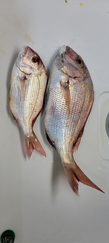 タイの釣果