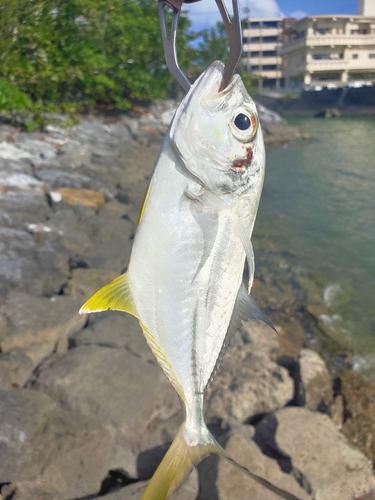 メッキの釣果