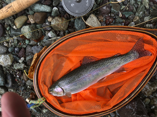 ニジマスの釣果