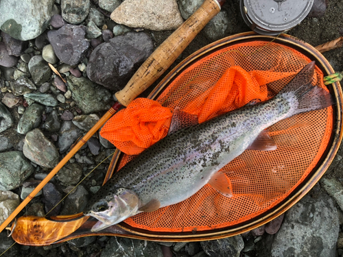 ニジマスの釣果