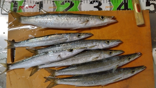 カマスの釣果