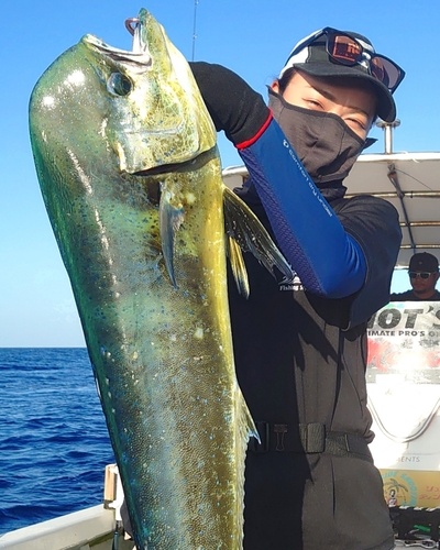 シイラの釣果