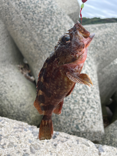 カサゴの釣果