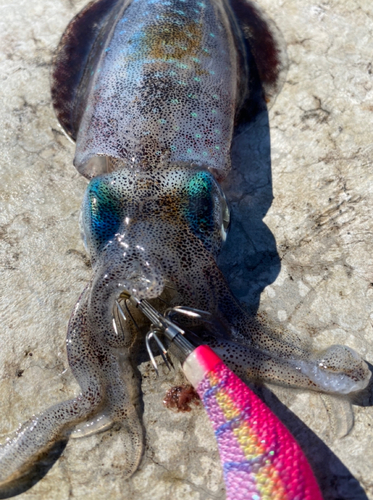 アオリイカの釣果