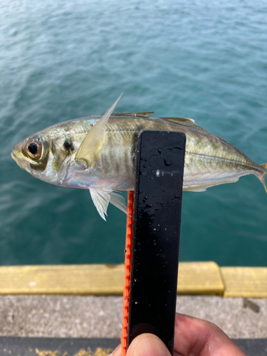 マアジの釣果