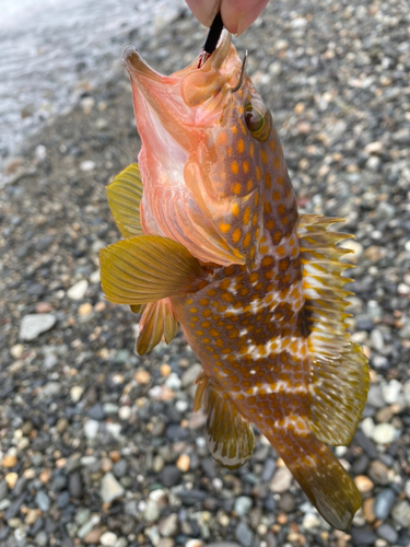 イナダの釣果