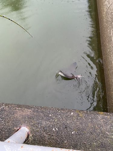 ナルトビエイの釣果