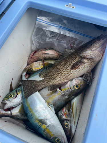 オオモンハタの釣果