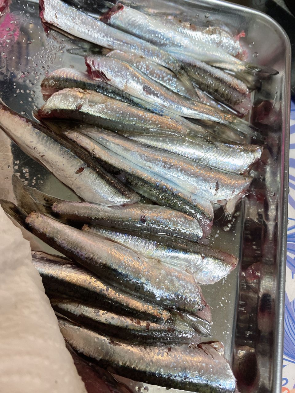 カタクチイワシ