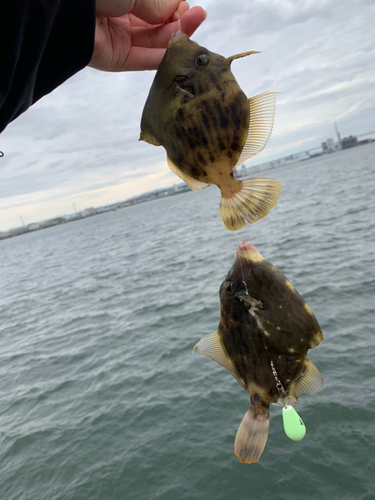 カワハギの釣果