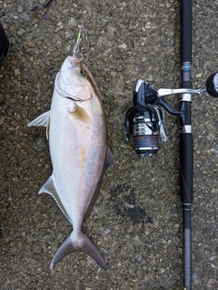 シオの釣果