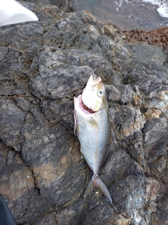 ネイリの釣果