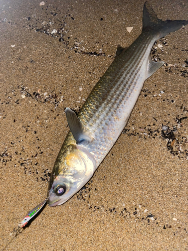 ボラの釣果