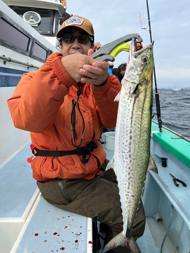 サワラの釣果