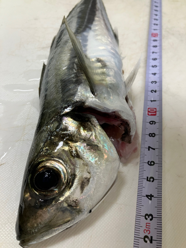 マアジの釣果