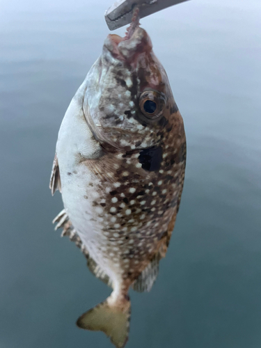 アイゴの釣果