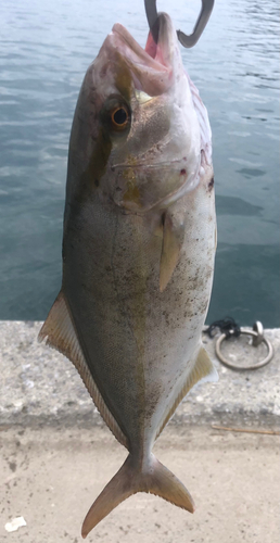 ショゴの釣果