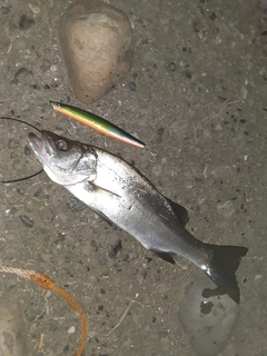 セイゴ（ヒラスズキ）の釣果