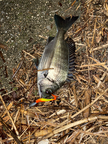 チヌの釣果