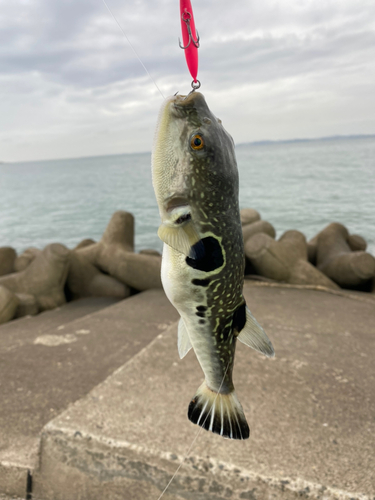 トラフグの釣果