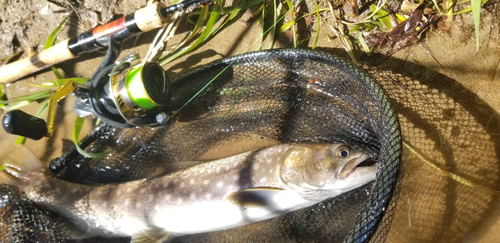 アメマスの釣果