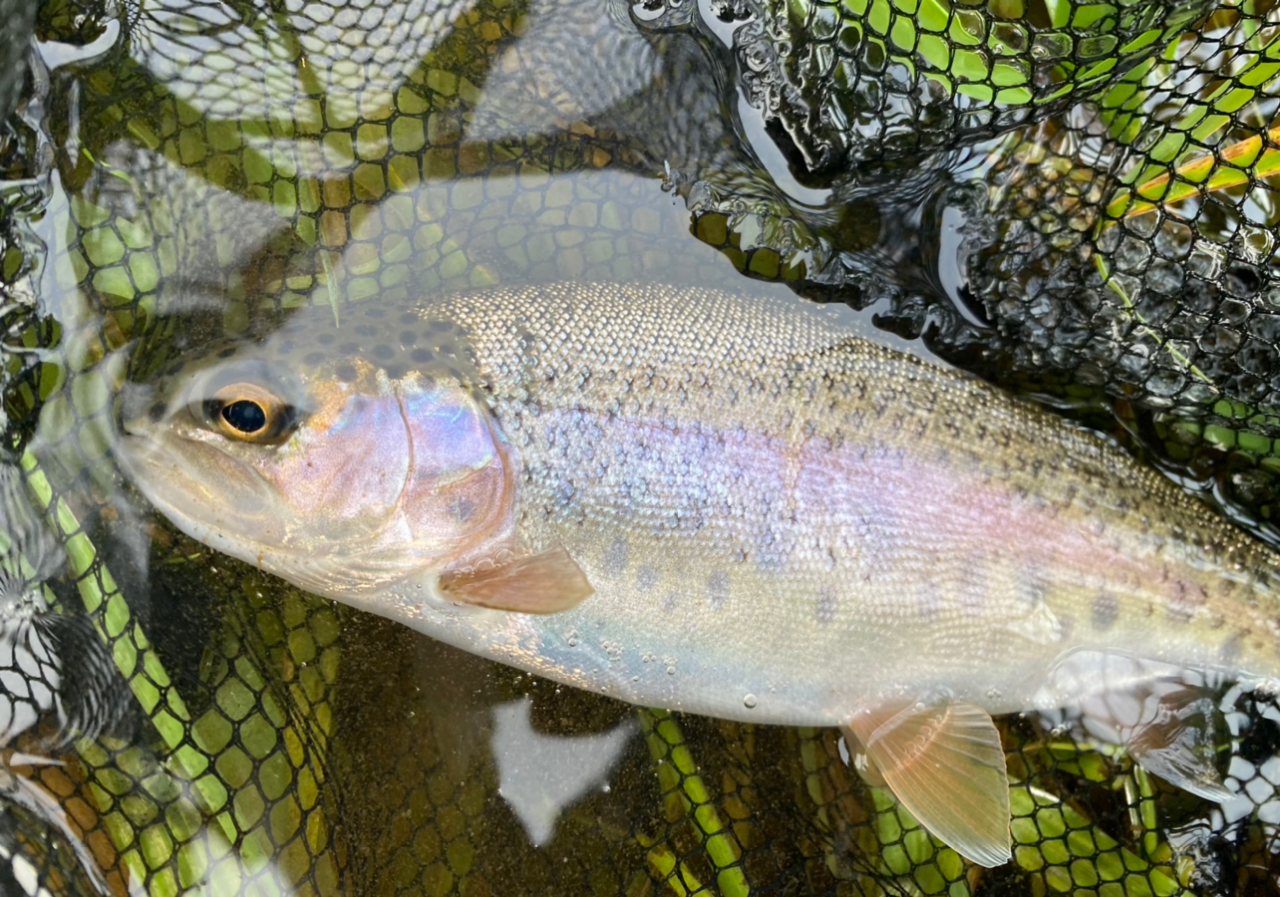 アメマス