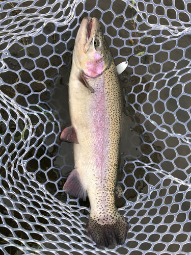 ニジマスの釣果