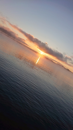 ヒメマスの釣果