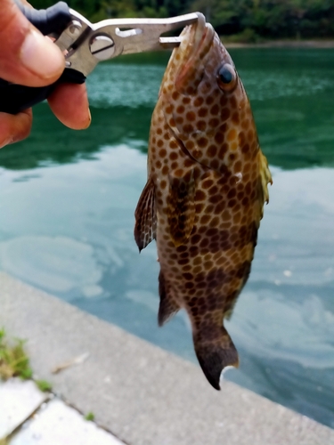 オオモンハタの釣果