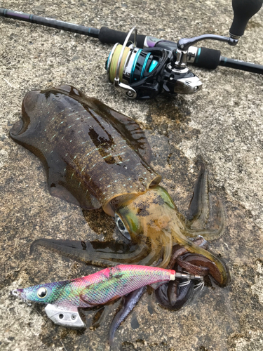 アオリイカの釣果