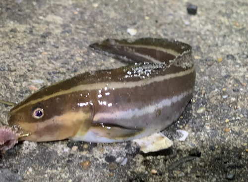 ゴンズイの釣果