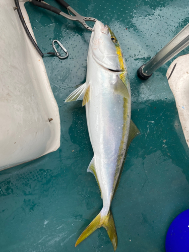 ハマチの釣果