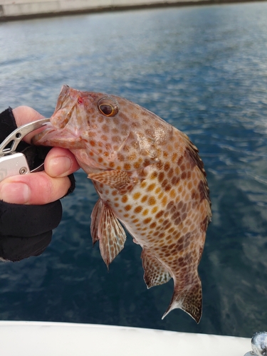 オオモンハタの釣果