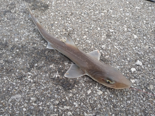 サメの釣果