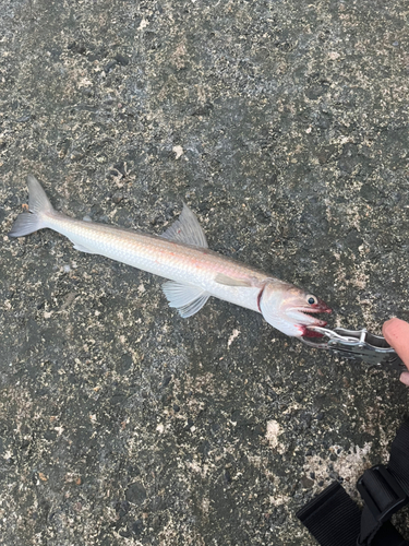 エソの釣果