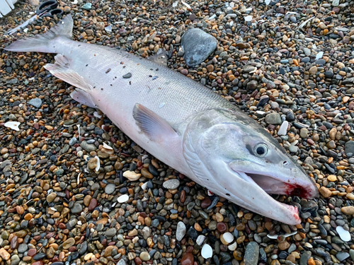 アキアジの釣果