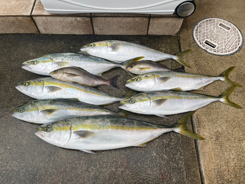 ブリの釣果