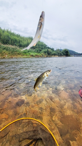 アユの釣果