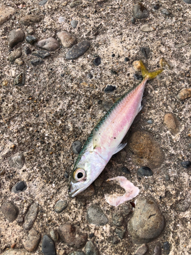 サバの釣果