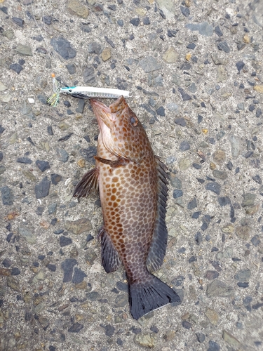 オオモンハタの釣果