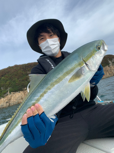 ハマチの釣果