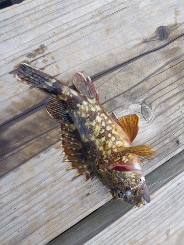 アラカブの釣果