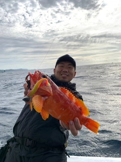 アカハタの釣果