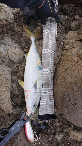 イナダの釣果