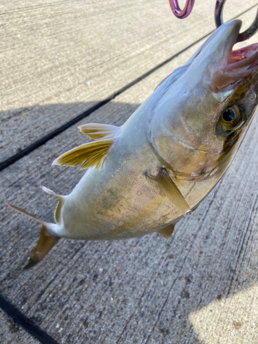 ショゴの釣果