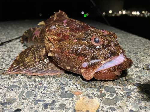 ギスカジカの釣果