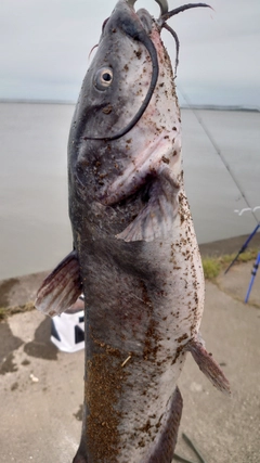 アメリカナマズの釣果