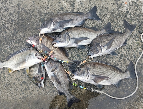 チヌの釣果