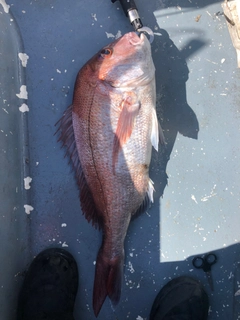 タイの釣果